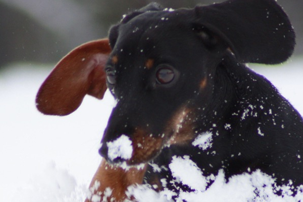 Daschund Snow