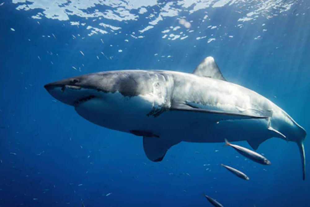 Le Vignoble Great Whites